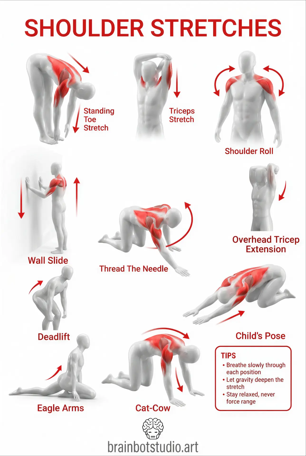 Shoulder Stretches — Printable poster · A3 / A4